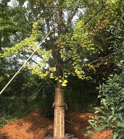 桂林銀杏樹供應(yīng)：米徑18～30公分