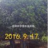 批發(fā)２５公分桂花樹