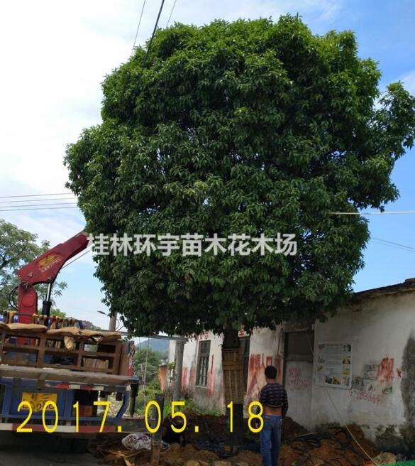 批發(fā)１８－２０公分桂花樹(shù)