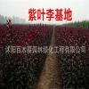 基地直銷紫葉李樹苗 綠化工程紅葉李小苗 庭院行道速生紫葉李批發