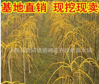 基地直銷黃槐 黃金槐 金枝槐 量大從優(yōu) 金枝槐價(jià)格 黃金槐基地