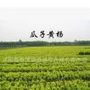 大葉黃楊綠化 黃楊大法國(guó)冬青 綠籬植物瓜子黃楊球