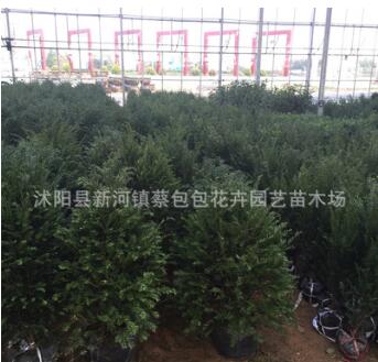 紅豆杉樹(shù)苗批發(fā)綠化工程苗木紅豆杉小苗 造型綠化景觀苗