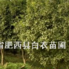 肥西縣白衣苗圃常年綠化苗木