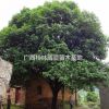 供應桂花樹20cm 22cm 25公分 精品八月桂 金桂
