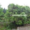 供應桂花樹胸徑40.45.50.55 廣西桂花樹