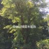 桂林地區供應規格齊全國槐