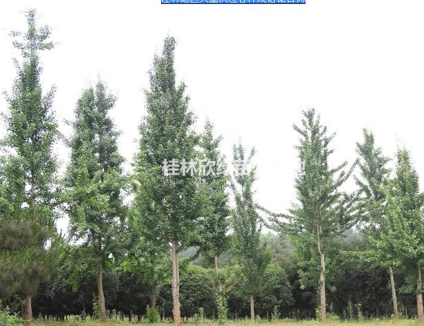 桂林地區大量供應各種規格銀杏樹