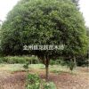 供應廣西桂花15-35公分 有需要聯系