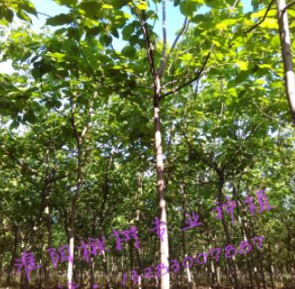 大量出售 梓樹 8公分 量大