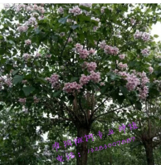 大量出售 楸樹 10公分