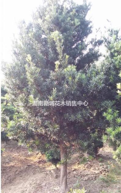 供應垃圾羅漢松最新價格