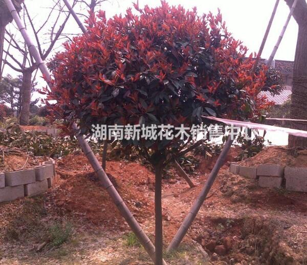 最新紅葉石楠價格