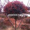 最新紅葉石楠價格