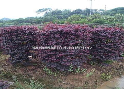最新湖南紅花繼木價格