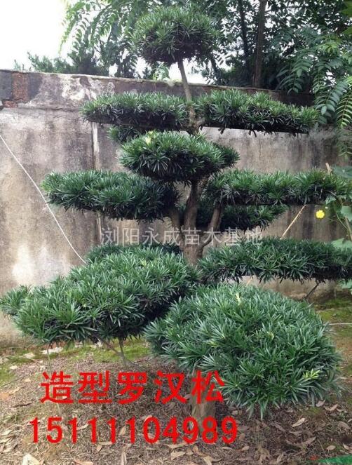 羅漢松，羅漢松價(jià)格，羅漢松供應(yīng)，羅漢松圖片，湖南造型羅漢松