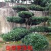 羅漢松，羅漢松價(jià)格，羅漢松供應(yīng)，羅漢松圖片，湖南造型羅漢松