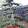 榆樹，造型榆樹價(jià)格，2014年榆樹價(jià)格，榆樹價(jià)格，造型榆樹