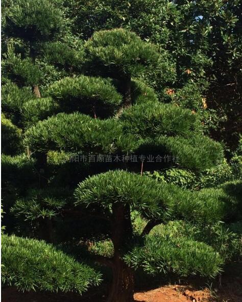 造型羅漢松行情報價\造型羅漢松圖片展示