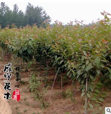 120cm櫻花小苗 行道觀花觀賞櫻花苗 庭院綠化早櫻花苗木批發