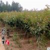 120cm櫻花小苗 行道觀花觀賞櫻花苗 庭院綠化早櫻花苗木批發(fā)