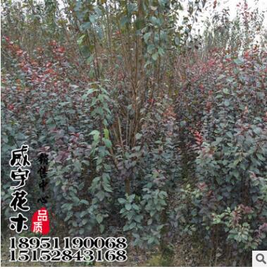 供應速生紫葉李 速生紅葉李 紅葉李批發 各種規格齊全