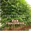 馬褂木產地 供應鵝掌楸樹 工程用苗 優秀行道樹馬褂木