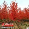美國紅楓 紅楓樹 日本紅楓 街道行道種植 四季紅秋品種全