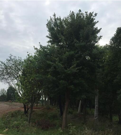 湖南地區供應三角楓