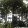 湖南地區大量供應各種規格生熟香樟