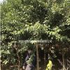 湖南地區(qū)供應(yīng) 6-8公分女貞