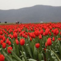 合巢經開區郁金香高地景區主題雕塑工程項目公開招標(定點抽簽)公告