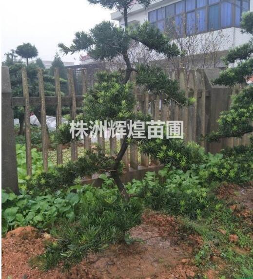 湖南株洲，造型h100-130cm羅漢松