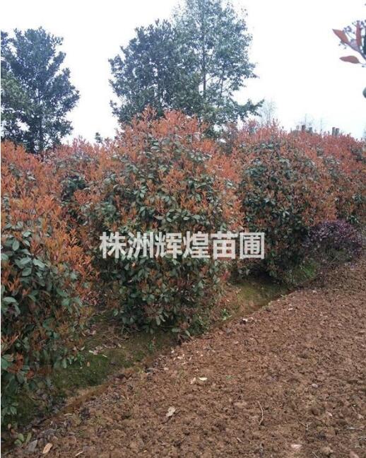 湖南株洲， 冠120-130-150cm紅葉石楠球