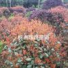 湖南株洲，冠80-100cm紅葉石楠球