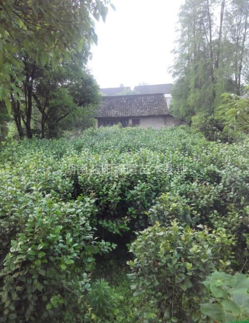 供應(yīng)各種花卉植物小苗