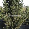 君威苗圃長期供應湖南造型羅漢松,羅漢松樹,自然羅漢松.