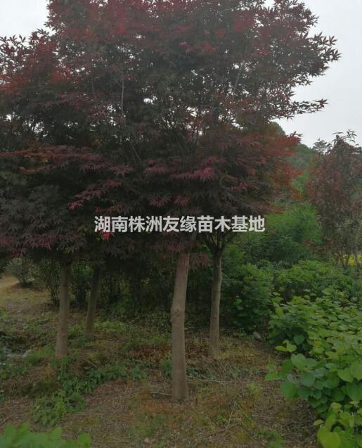 湖南紅楓價格、紅楓小苗報價、3-6公分紅楓8-10-15紅楓