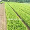 湖南綠色苗木供應、大量色塊苗木基地、紅葉石楠小苗價格
