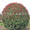 供應紅葉石楠球