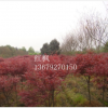 紅楓小苗基地