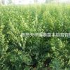 大量供應(yīng)優(yōu)質(zhì)小葉樸樹苗