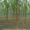 菏澤供應大量5到7公分速生國槐