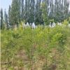寧夏供應4年生國槐小苗