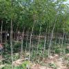 寧夏3-5公分香花槐，白榆供應_3-5公分香花槐