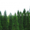 供應蜀檜、蜀檜球