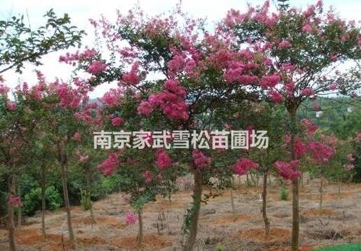 江蘇紫薇最新價格/南京2-5公分紫薇