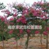 江蘇紫薇最新價格/南京2-5公分紫薇