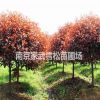 南京紅葉石楠球/高桿紅葉石楠