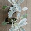 供應(yīng)銀葉菊，美女櫻，波斯菊，大濱菊等